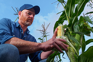 AR Farmers Claim Syngenta Corn Contaminated Supply to Promote GMO